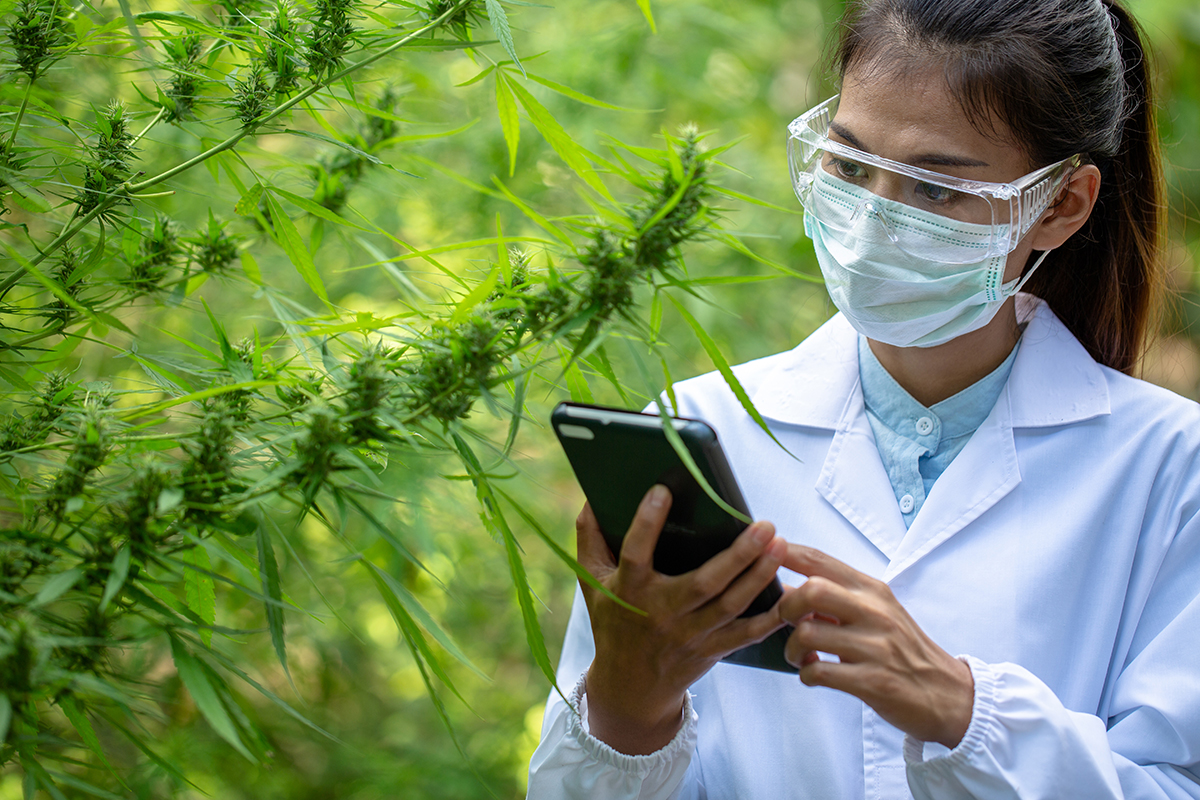 Cultivation technician analyzing cannabis stock