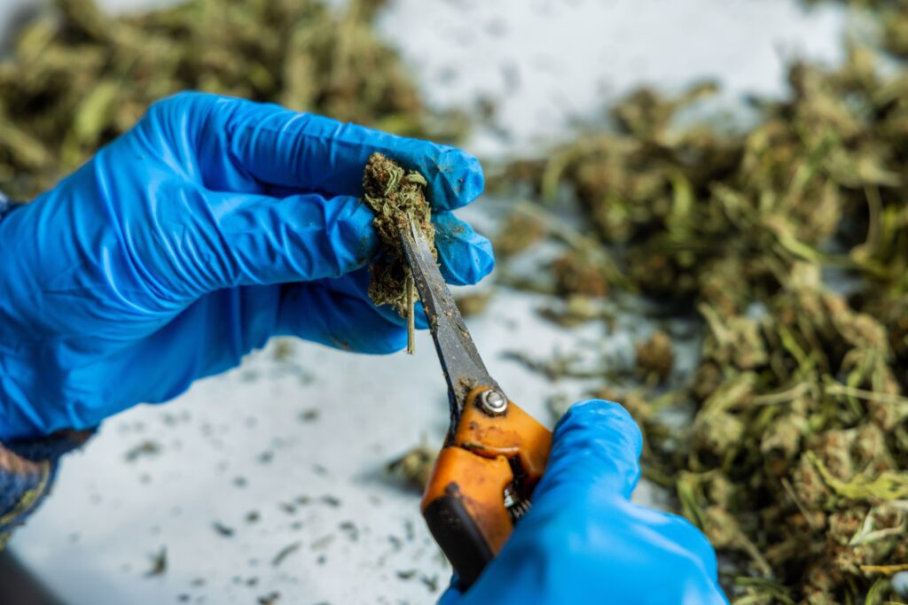 Cultivation Specialist trimming cannabis