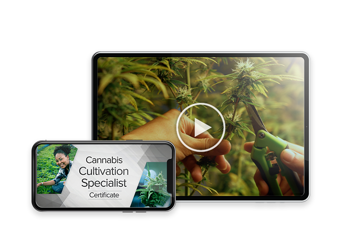 Cannabis Cultivation Specialist Certificate Webinar